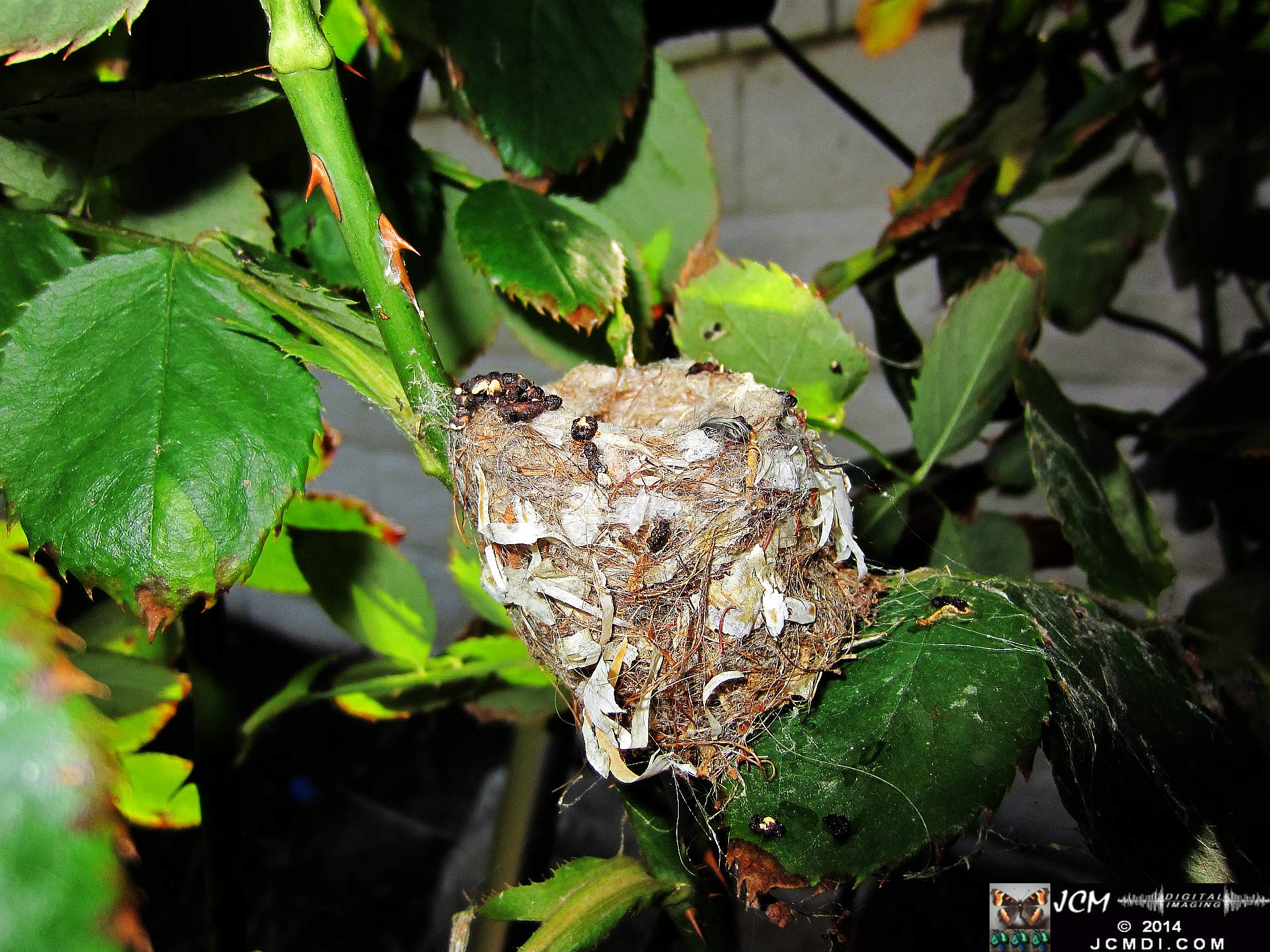 Allens Hummingbird nest and chick 3-16-2014